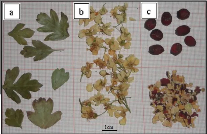 Figure 26: Feuilles (a), fruits (b) et fleurs (c)  de Crataegus monogyna Jacq. 