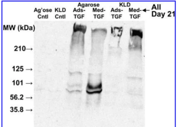FIG. 4. Anti-aggrecan G1 domain Western blot. Aggrecan extracted from bovine (1 donor) BMSC-seeded agarose or (KLDL) 3 peptide (KLD) hydrogels after 21 days of culture in TGF- b 1-free (Cntl), Ads-TGF, or Med-TGF conditions.