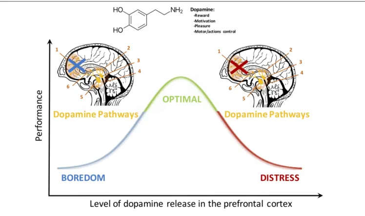 FIGURE 1 | The dopamine pathway exerts a quadratic control over the PFC. A low or a high release of this neurochemical depresses PFC activation whereas an adequate concentration ensures optimal executive functioning (Vijayraghavan et al., 2007; Robbins and