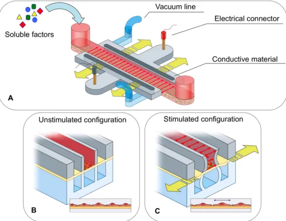 Figure 1.  Design of the microfluidic platform developed to investigate the biological cell responses  to various stimuli