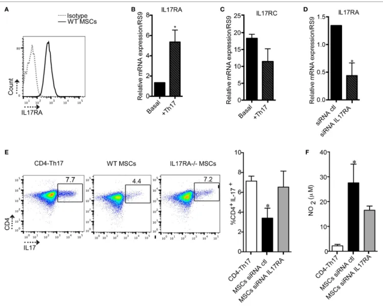 FigUre 1 | The expression of the IL17RA subunit is critical for mesenchymal stem cells (MSCs)-suppressive effect on Th17 cells