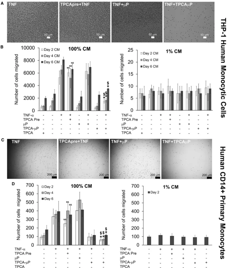 Figure 4. Dose-Dependent Transwell Migration of Human Monocytic THP-1 Cells and Human Primary Monocytes for 2 h in Response to Conditioned Medium from TPCA Preconditioned and Microparticle-Engineered hMSCs