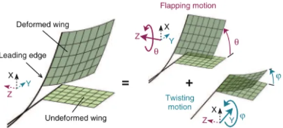 Fig. 2: (Colour online) A flexible wing whose instantaneous shape is described by the combination of a flapping and a  twist-ing motion.