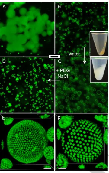 Figure  1.  Epifluorescence  images  (scale  bar  =  50  m)  of  A)  Aggregated  hydrogelled  droplets  produced  by  mixing  dextran-in-PEG  droplets  in  the  presence  of  PAA  and  EDC