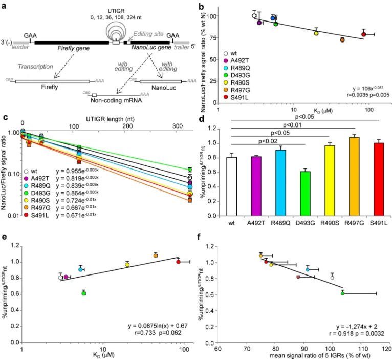 Fig 8. Ability of N variants to support transcription re-initiation over untranscribed IGRs (UTIGR) of variable length as determined using dual-luciferase minigenomes