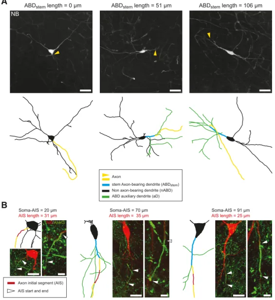 Figure 1. Mature SNc DA neurons display significant cell-to-cell variations in axon-related morphology.A, Neurobiotin stainings and skeleton representations of three SNc DA neurons show the variations in the soma-axon distance
