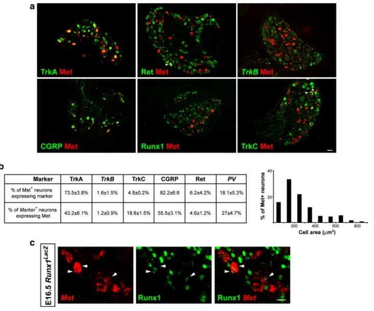 Figure 2. Metis expressed in a subset of adult DRG neurons.a, Pictures of adult DRG illustrating double labeling ofMet together with different markers of specific neuronal populations