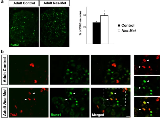 Figure 3. Met controlsRunx1 extinctionin vivo. a, Increased number of RUNX1 neurons inNes-Metmutant animals