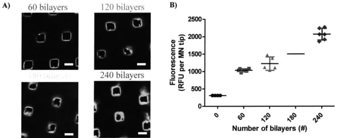 Figure  3-4:  Membrane  thickness  is  dependent  on  the  number  of  assembled  bilayers
