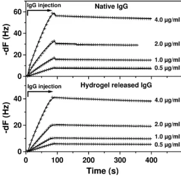 Fig. 5. Normalized fluorescence emission spectra of the native (solid line) and released proteins (broken line) through the peptide hydrogel in PBS (pH 7.4)