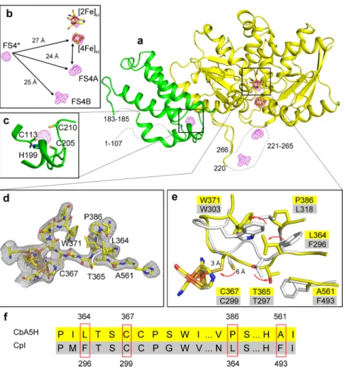 Fig. 2 X-ray structure of CbA5H WT crystallized under aerobic conditions (CbA5H air )