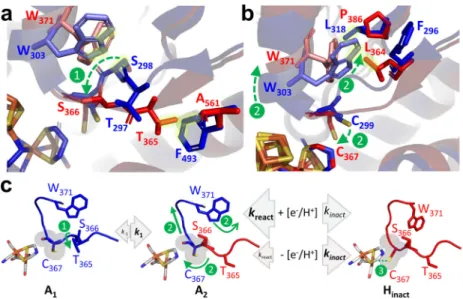 Fig. 5 Mechanism for the reversible formation of the O 2 -resistant H inact state in CbA5H WT 