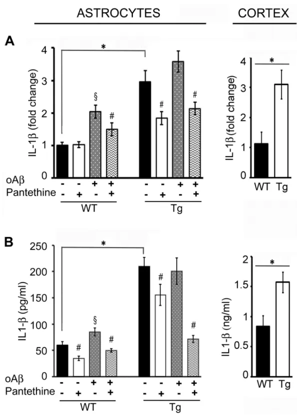 Fig 4. IL-1β expression in WT and Tg astrocytes and cortex. Tg and WT astrocytes were treated or not with pantethine, then exposed or not to oAβ