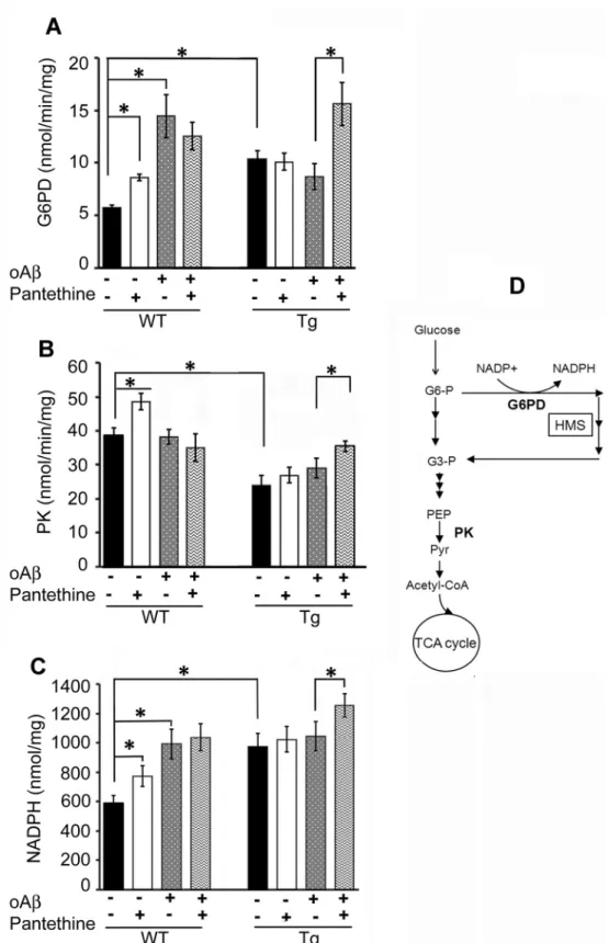 Fig 1. Enzymatic activities involved in the glycolytic pathway. Tg and WT astrocytes were treated or not with pantethine and then exposed or not to exogenous oligomeric Aβ (oAβ)