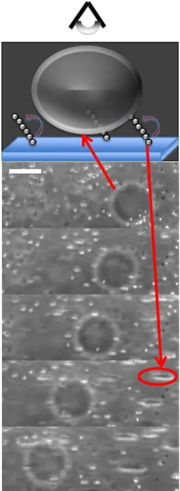 Fig. 5. The presence of a velocity field created by using the rotors enables the transport of large, dispersed objects like the vesicles in this figure (large dark circle)