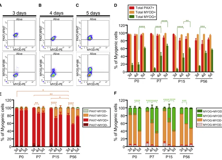 Figure 2. Increasing Ability of Cultured-Myogenic Cells of the CD34 + ITGA7 + Fraction to Progress in the Differentiation Program (A–F) (A–C) Representative density scatterplots showing the repartition of PAX7/MYOD (upper panel), MYOD/MYOG (lower panel) ex