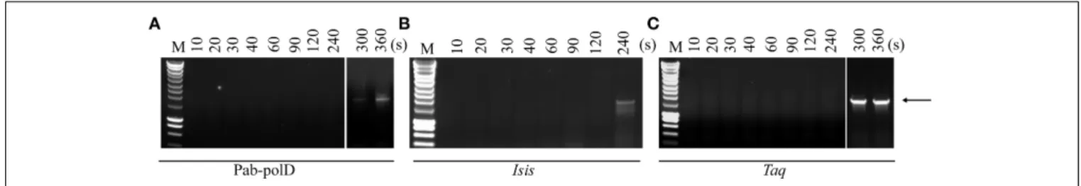 FIGURE 4 | Rate of DNA extension. PCR amplification of the 1.95 kb target (Table 1) was carried out with 0.1 U of Pab-polD (A), 1 U of Pab-polB (B), and 1 U of Taq-polA (C) in their respective reaction buffer (Table 2)