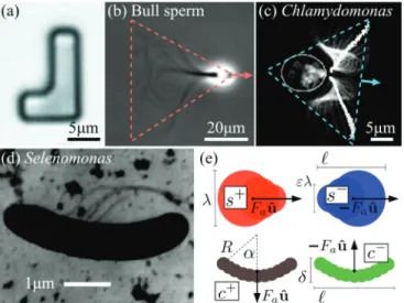 FIG. 1. (Color) Actual and effective dynamical shapes of various microswimmers and simplified representation in the SPP model.