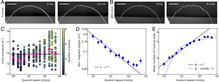 Fig. 3. Dynamically quenched fracture in brittle ERs. (A) Experiment at low quench speed v showing binary fracture (Movie S4)