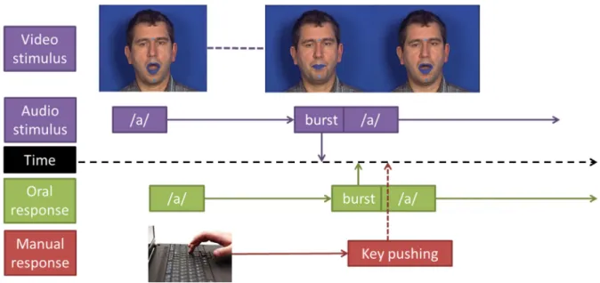 Figure  1:  Experimental  design.  Reaction  times  were  measured  between  stimulus  and  response  bursts  (plosion  release)  for  oral  responses  and  between  stimulus  burst  and  key  press for manual responses