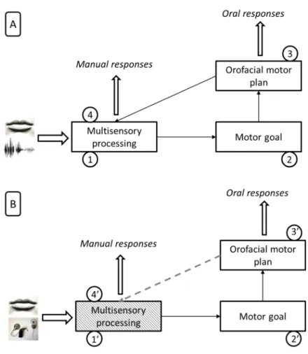 Figure  5:  Possible  auditory-motor  relationships  according  to  manual  and  oral  response  modes for normal-hearing participants (A) and cochlear-implanted participants (B) (adapted  from Skipper et al.’s model, 2007)