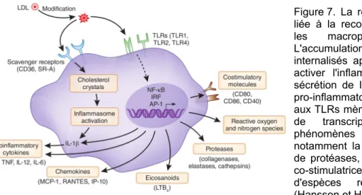 Figure 7.  La  réponse  immunitaire  innée,  liée  à  la  reconnaissance  de  oxLDL  par  les  macrophages  des  plaques