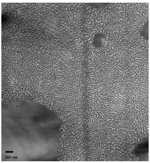 Figure 3.11. Low magnification wide area TEM image of the SI1500 75/25 blend showing large areas  of a distorted gyroid-like structure