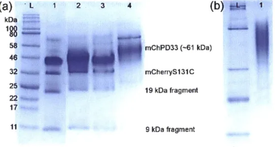 Figure  2-22.  mCherry-PDMAPS  33K bioconjugate  purification  protein gels.  (a)  SDS-PAGE  gel (+BME,  no  boil)  of  samples  from  the  FPLC  purification