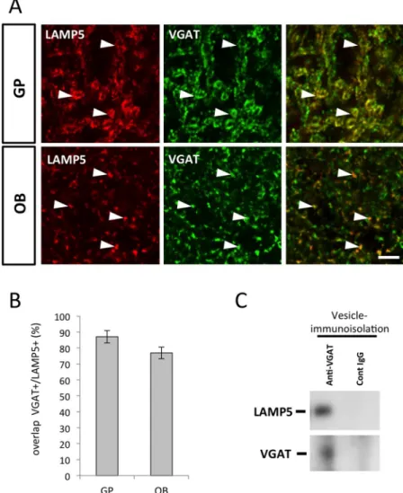 Fig 4. LAMP5 is present on VGAT positive synaptic vesicles. (A) Histological sections of the GP and the OB immunostained for LAMP5 and VGAT