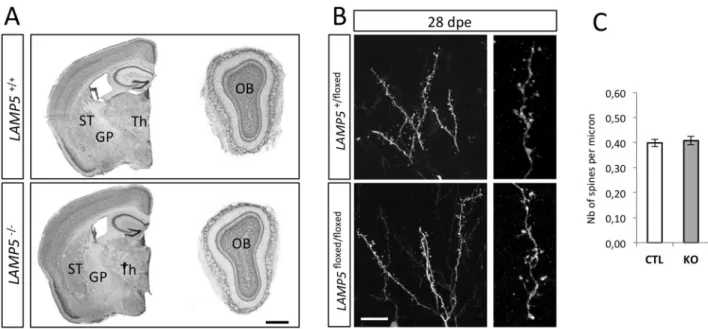 Fig 6. Absence of LAMP5 does not alter brain structure nor spine density in the OB. (A) Cresyl violet staining of forebrain and OB sections shows no obvious structural changes in the brain in the absence of LAMP5