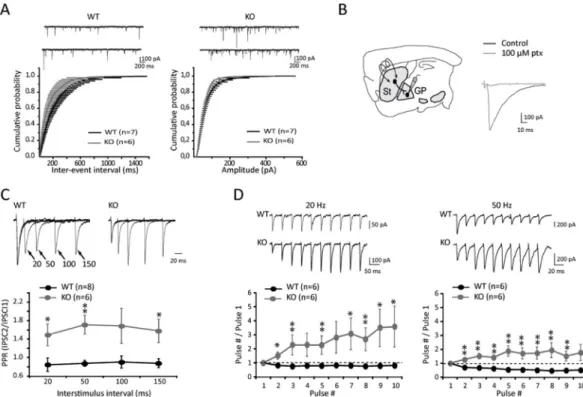 Fig 7. Short-term plasticity of the striatopallidal synapse is altered in LAMP5 deficient mice