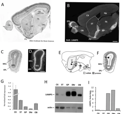 Fig 1. Differential expression of LAMP5 mRNA and protein in the brain. (A,C) In situ hybridization and (B,D) immunohistochemistry for LAMP5 on sagittal brain sections (A,B) and on coronal olfactory bulb (OB) sections (C,D)