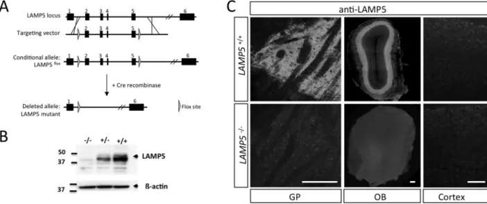 Fig 2. LAMP5 deficient mice validate mAb 34.2 anti-LAMP5 antibody specificity. (A) Targeting strategy to generate a LAMP5 deficient mouse line