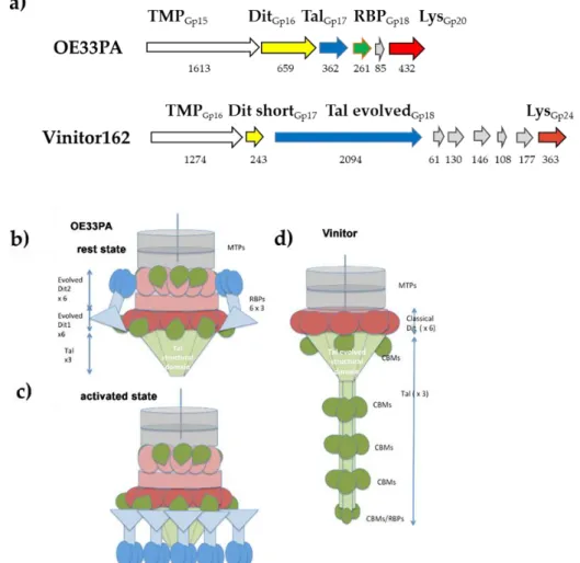 Figure 4. Topology models of phages OE33PA and Vinitor162. (a) comparison of the phage genomes  between the tmp and endolysin genes (the sizes of deduced proteins in amino acids are given); (b,c)  topology models of the OE33PA baseplate in resting and acti