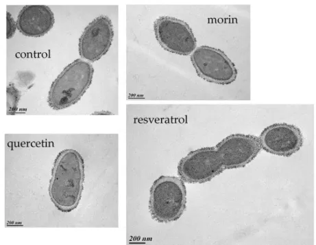 Figure 5. TEM observations of O. oeni IOEBS277 cells grown with no PCs (control), quercetin, morin  or resveratrol (50 µ g mL −1 )