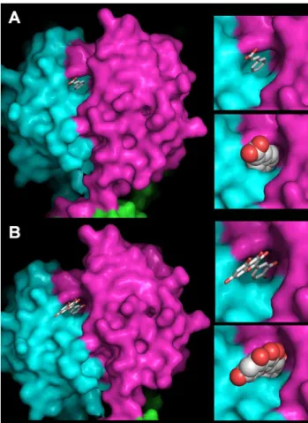 Figure 6. Homology model of phage OE33PA RBP with inhibitors docking. Docking of cinnamic acid  (A) and quercetin (B) in the RBP binding cavity