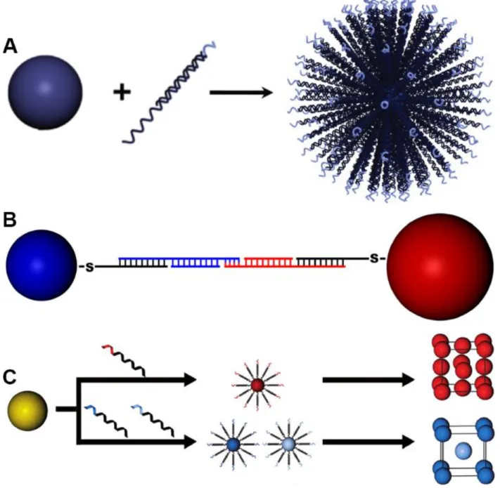 Figure  1.2:  The  characteristics  of  a  DNA-grafted  nanoparticle  that  allow  it  to  be  defined  as  a 
