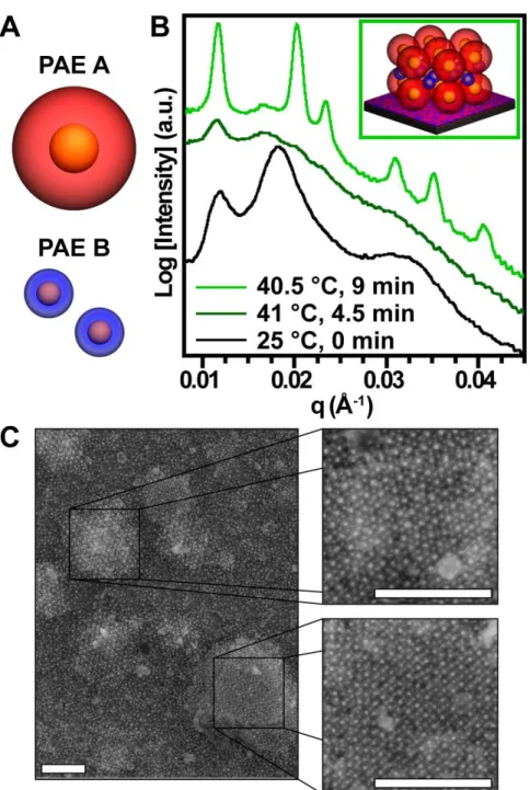 Figure 2.3: Effects of local stoichiometry and PAEs of different hydrodynamic sizes. A) Schematic  representation  of  PAEs  capable  of  creating  a  hexagonal,  AlB 2  lattice