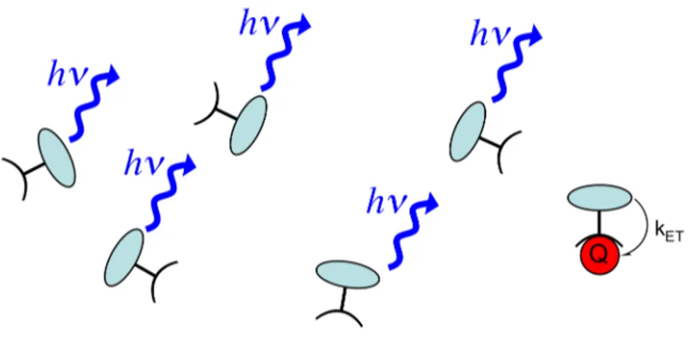 Figure 1.5  In an unconjugated system of isolated fluorescent molecules,  one analyte (Q) can quench the fluorescence from only one molecule