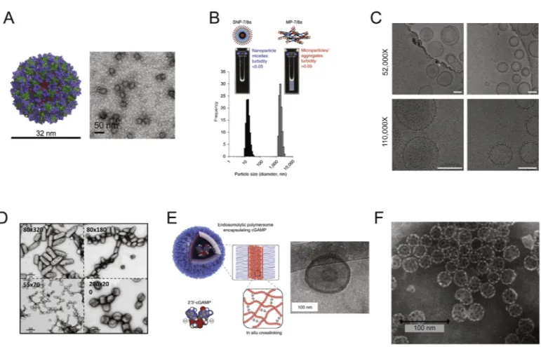Fig. 4. Nanoparticle vaccine formulations for LN delivery. (A) Molecular model and TEM images of eOD-60mer nanoparticles used as a priming immunogen to elicit CD4 binding site- site-directed antibody responses against HIV (Adapted from [110])