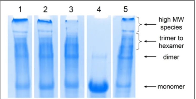 FIGURE 1 | Analysis of the chain extension products by SDS-PAGE.