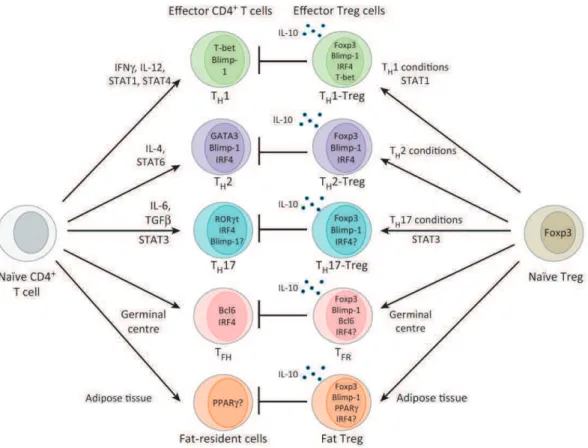 Figure 14 : Différenciations des LTs et des Tregs effecteurs.  