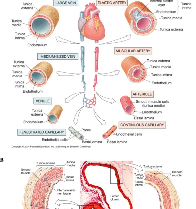 Figure 1. Structure of blood vessels. (A) Differential types of blood vessels. (B) Comparison  of tunics in artery and vein (© Pearson Education, Inc