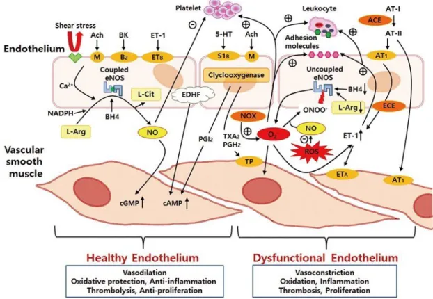 Figure 2. The release of various endothelium-derived regulatory substances and their effects  on  the  smooth  muscle  and  circulating  blood  cells  (Park  &amp;  Park  2015)