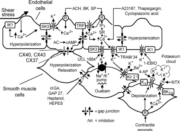 Figure  3.  Endothelium-derived  hyperpolarization  (EDH)-mediated  responses  (Feletou  &amp; 