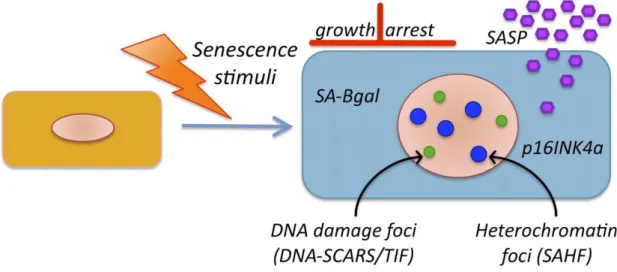 Figure 7. A principle features of senescence cells (Rodier &amp; Campisi 2011). 