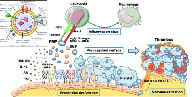 Figure  10.  Composition  and  molecular  mechanisms  of  circulating  microparticles  (MPs)  on  atherosclerosis plaque progression (Hugel et al