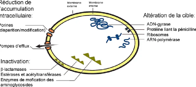 Figure 1 : Mécanismes généraux de résistance aux antibiotiques   chez les bactéries gram-négatives 