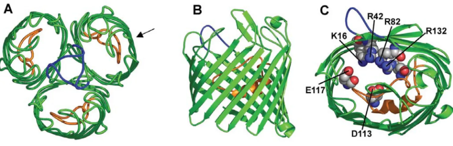Figure 3 : Structure tridimensionnelle de la porine OmpF d’E. coli.  