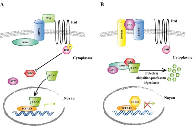 Figure 11. Représentation de la voie canonique de signalisation Wnt. 
